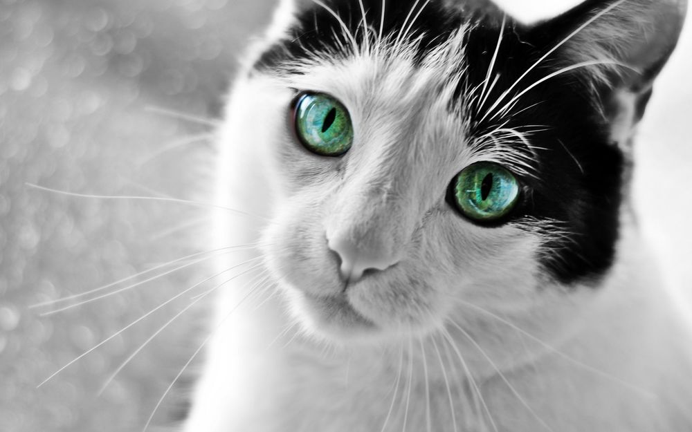 Красивые картинки и фото - белый кот с зелеными глазами 5
