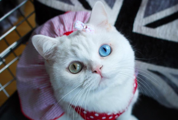 Красивые картинки и фото - белый кот с зелеными глазами 6