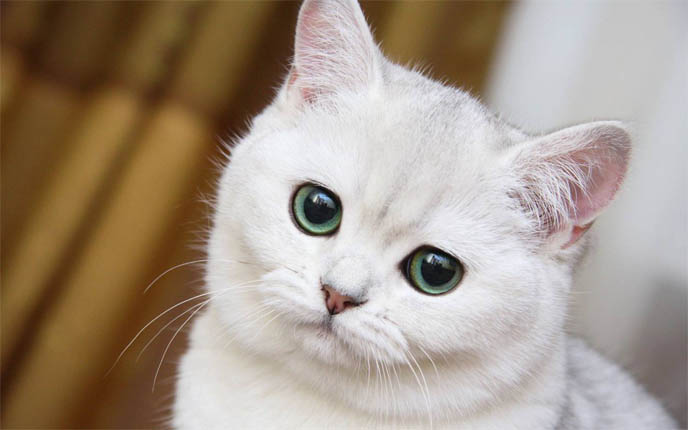 Красивые картинки и фото - белый кот с зелеными глазами 7