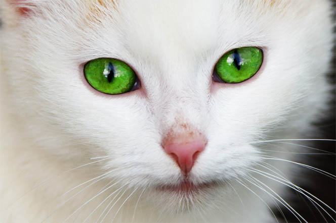 Красивые картинки и фото - белый кот с зелеными глазами 8