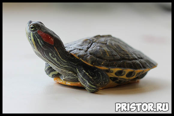 Красноухая черепаха - как ухаживать в домашних условиях 1