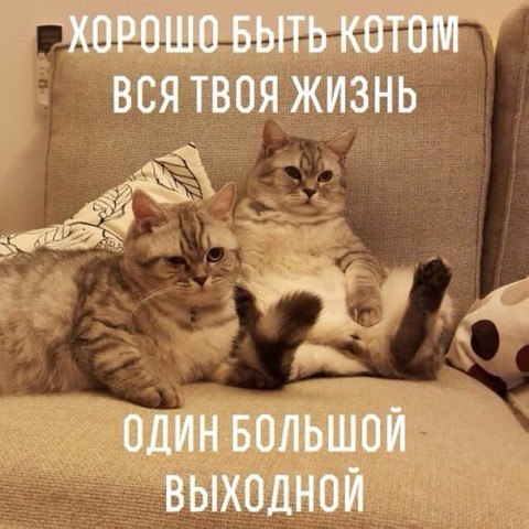 Ржачные и смешные кошки - фото с надписями, до слез, новые 4