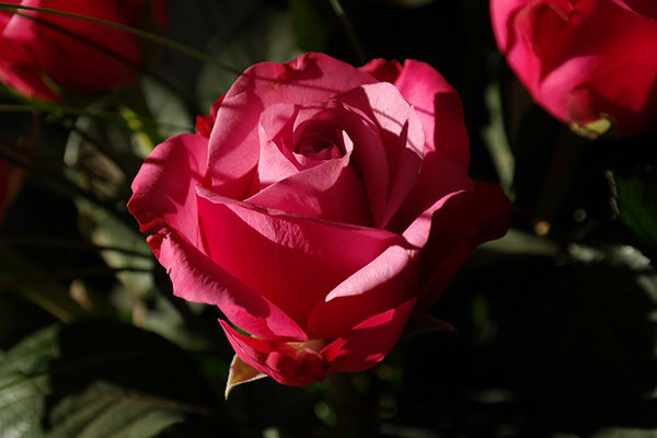 Розы - красивые фото, картинки, смотреть бесплатно 15
