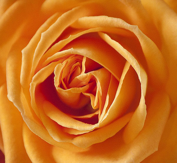 Розы - красивые фото, картинки, смотреть бесплатно 16