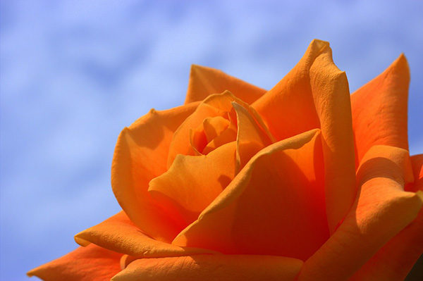 Розы - красивые фото, картинки, смотреть бесплатно 17