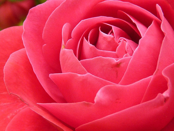 Розы - красивые фото, картинки, смотреть бесплатно 18