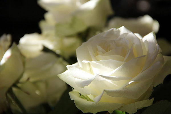 Розы - красивые фото, картинки, смотреть бесплатно 5