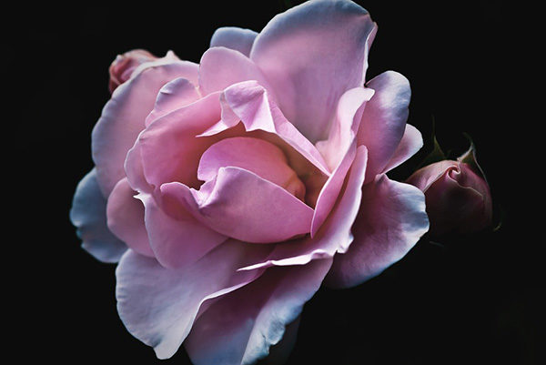 Розы - красивые фото, картинки, смотреть бесплатно 6