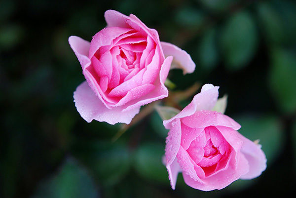 Розы - красивые фото, картинки, смотреть бесплатно 7