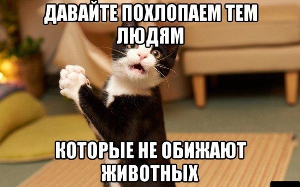 Смешные картинки про котов до слез - смотреть бесплатно 1