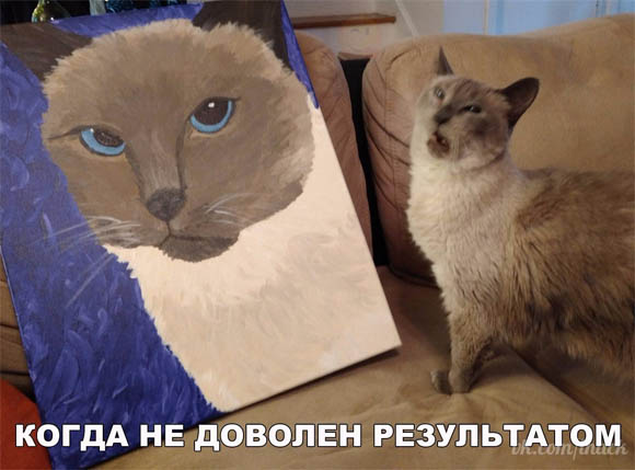 Смешные картинки про кошек до слез - смотреть бесплатно 11
