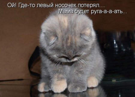 Смешные картинки про кошек до слез - смотреть бесплатно 15