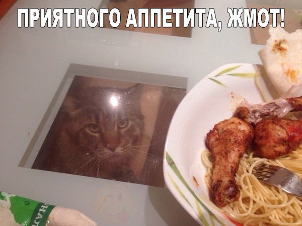 Смешные картинки про кошек до слез - смотреть бесплатно 4