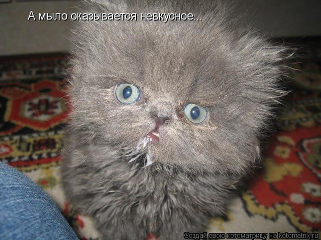Смешные картинки про кошек до слез - смотреть бесплатно 7