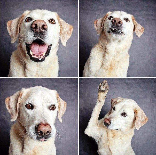 Смешные собаки - фото до слез, прикольные, веселые, забавные 12