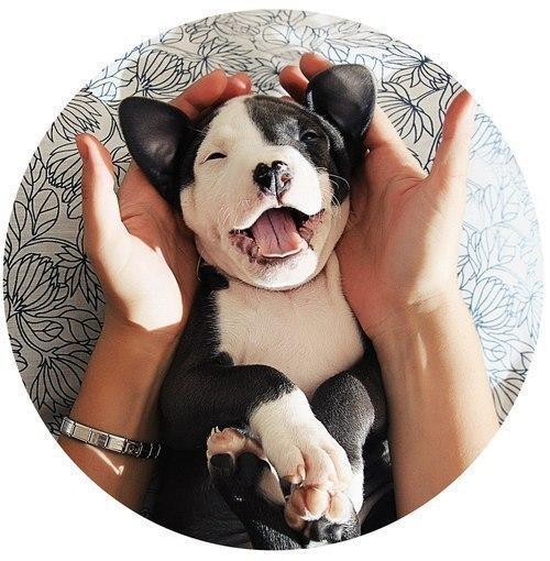 Смешные собаки - фото до слез, прикольные, веселые, забавные 18