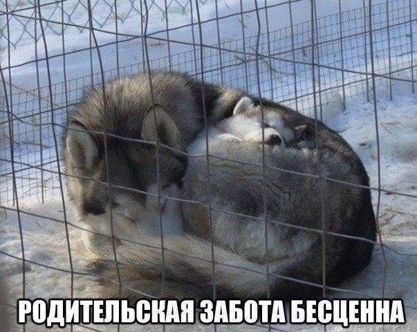 Смешные фото про собак до слез - смотреть бесплатно, онлайн 9