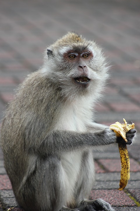 Фото обезьян - прикольные, смешные, веселые, забавные 10