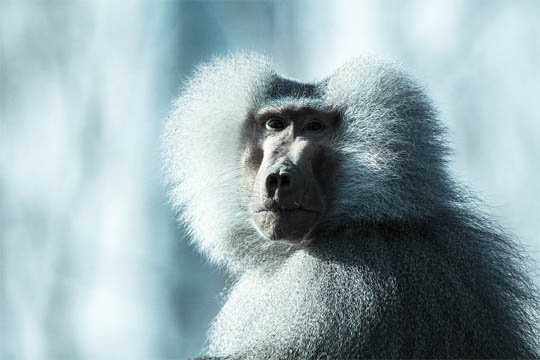 Фото обезьян - прикольные, смешные, веселые, забавные 11
