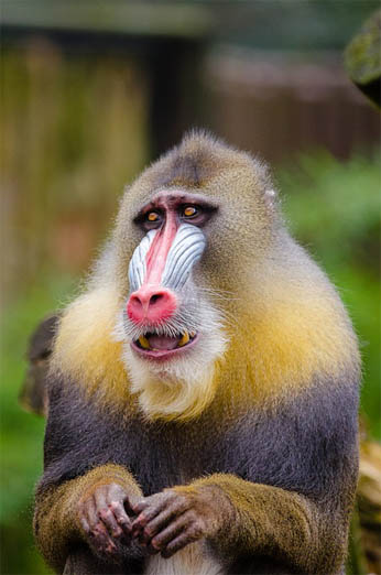 Фото обезьян - прикольные, смешные, веселые, забавные 16
