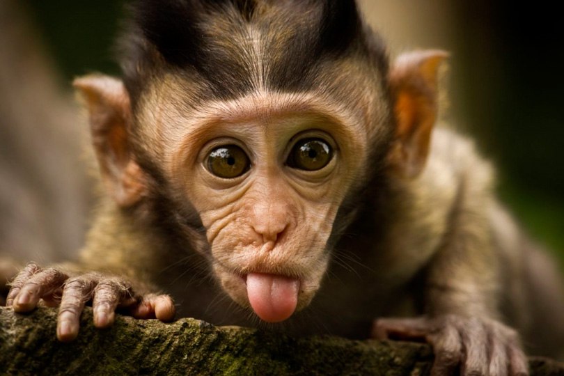 Фото обезьян - прикольные, смешные, веселые, забавные 8