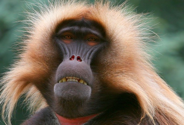 Фото обезьяны - смешные, веселые, ржачные, прикольные 16