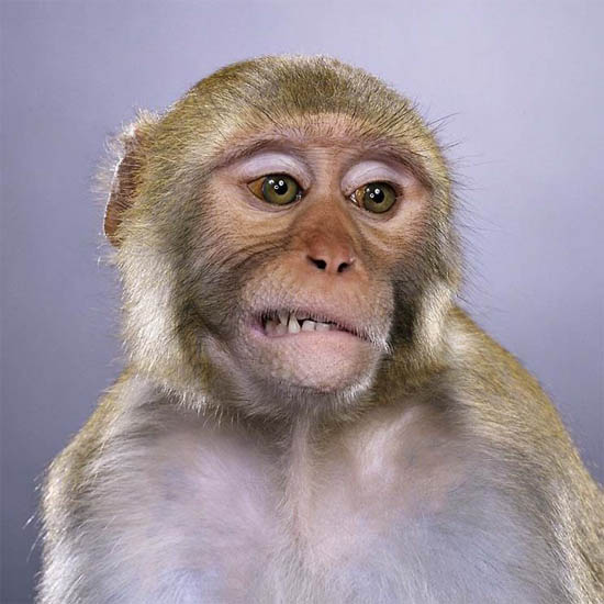 Фото обезьяны - смешные, веселые, ржачные, прикольные 2
