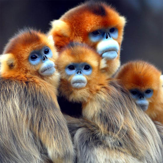 Фото обезьяны - смешные, веселые, ржачные, прикольные 3