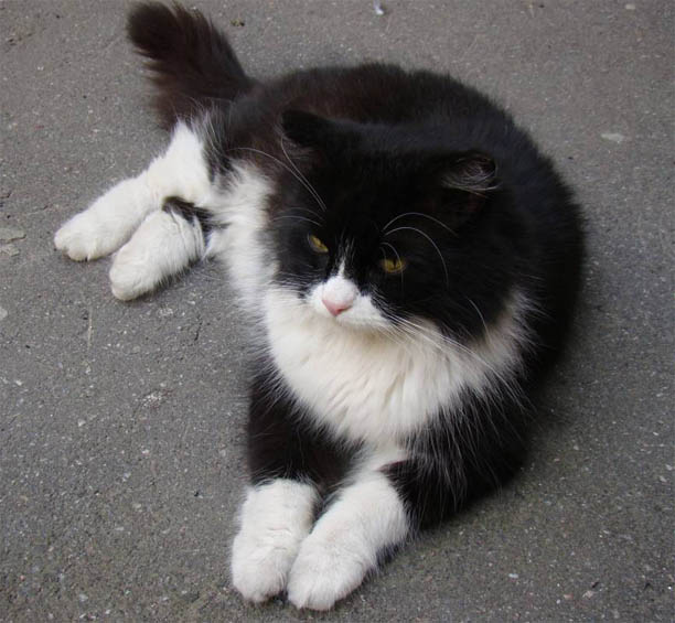 Черно-белые коты - фото, картинки, красивые, прикольные 14