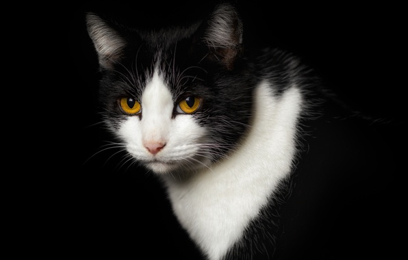 Черно-белые коты - фото, картинки, красивые, прикольные 15
