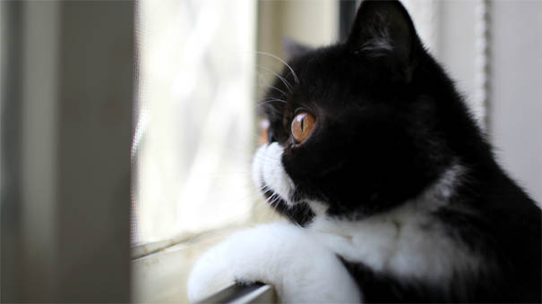 Черно-белые коты - фото, картинки, красивые, прикольные 2