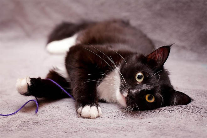Черно-белые коты - фото, картинки, красивые, прикольные 4