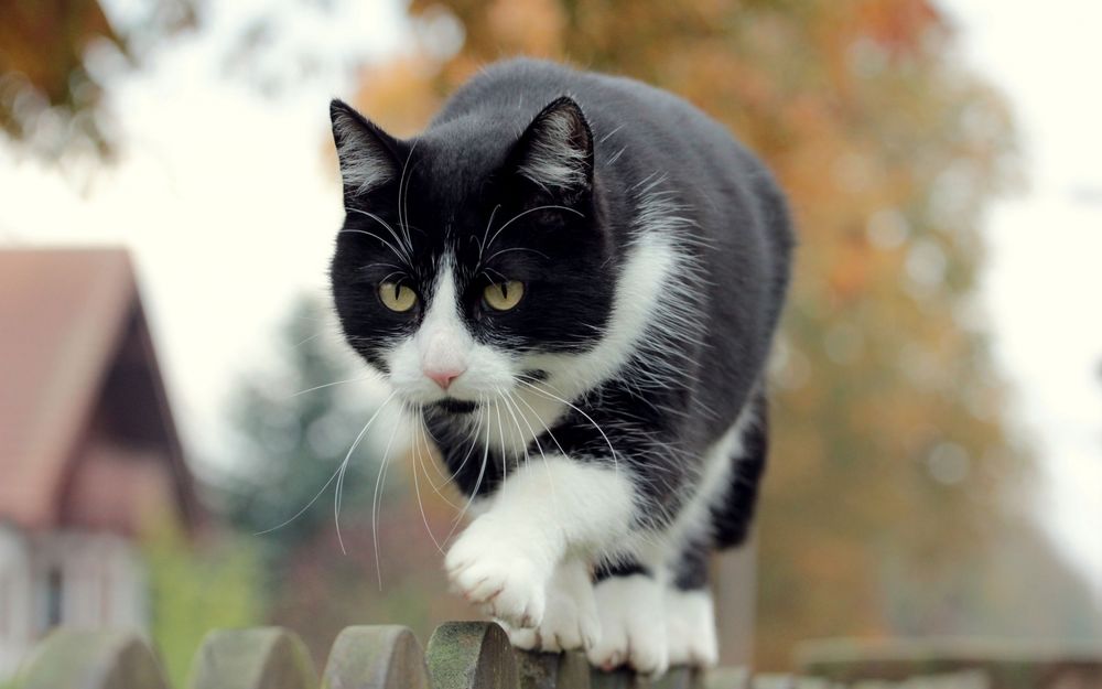 Черно-белые коты - фото, картинки, красивые, прикольные 7