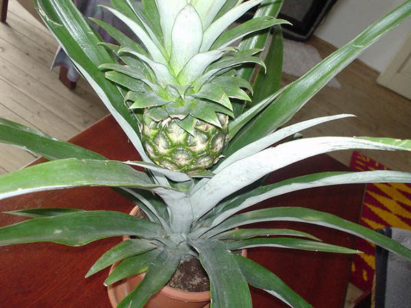 Как вырастить ананас в домашних условиях - посадка, уход 1