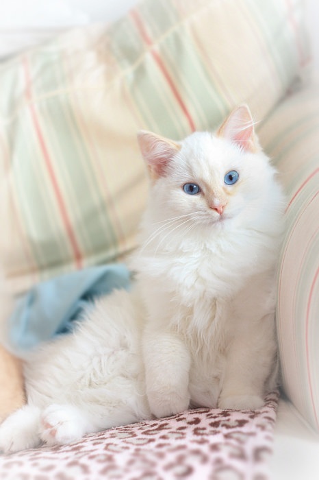 Белый кот с голубыми глазами - красивые фото, картинки, смотреть 10