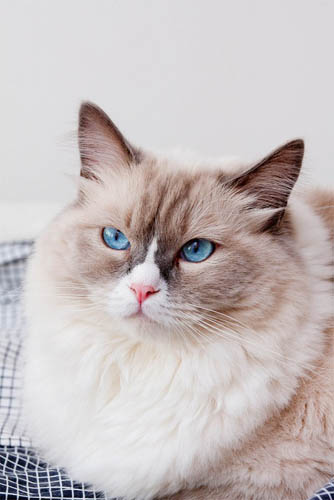 Белый кот с голубыми глазами - красивые фото, картинки, смотреть 12