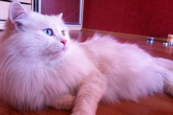 Белый кот с голубыми глазами - красивые фото, картинки, смотреть 13