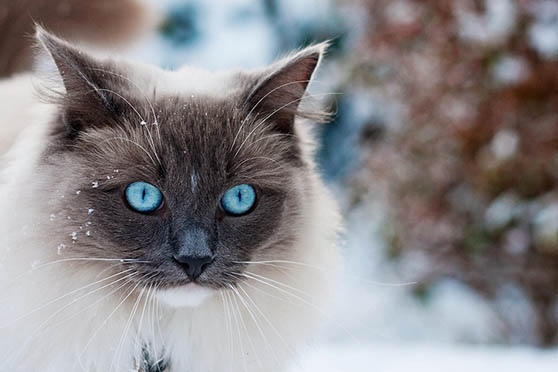 Белый кот с голубыми глазами - красивые фото, картинки, смотреть 19