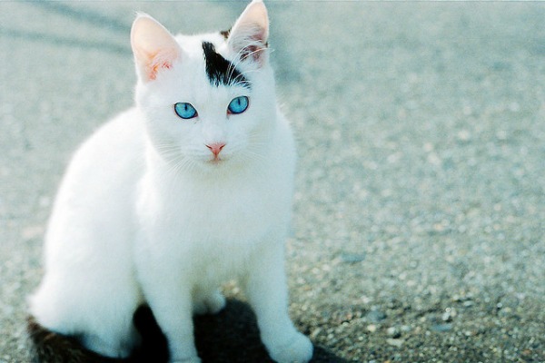 Белый кот с голубыми глазами - красивые фото, картинки, смотреть 20
