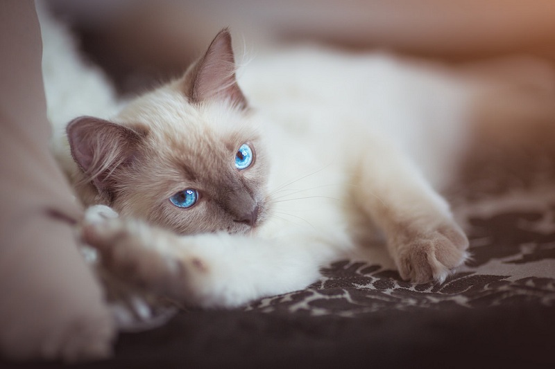 Белый кот с голубыми глазами - красивые фото, картинки, смотреть 22
