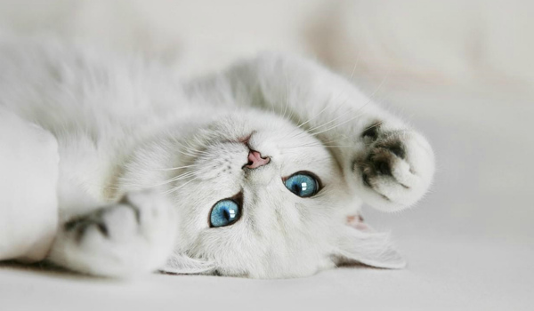 Белый кот с голубыми глазами - красивые фото, картинки, смотреть 23