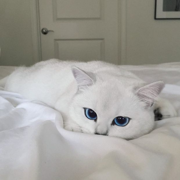 Белый кот с голубыми глазами - красивые фото, картинки, смотреть 25