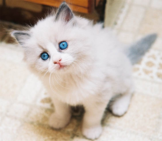 Белый кот с голубыми глазами - красивые фото, картинки, смотреть 7