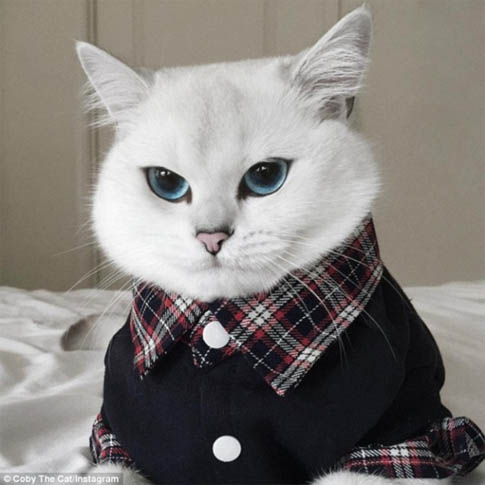 Белый кот с голубыми глазами - красивые фото, картинки, смотреть 9