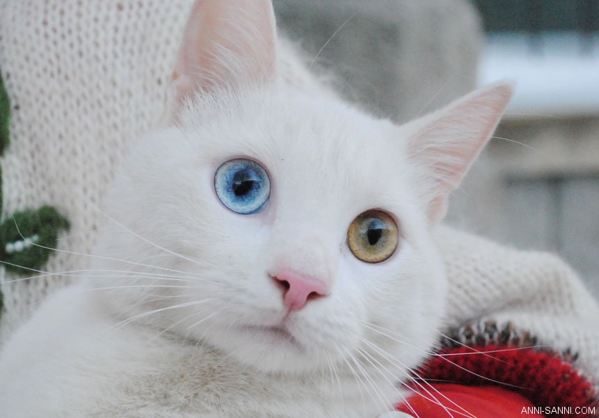 Белый кот с разными глазами - смотреть фото, картинки, бесплатно 11