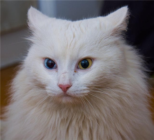 Белый кот с разными глазами - смотреть фото, картинки, бесплатно 14