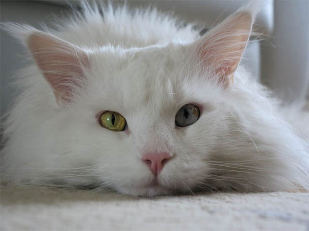 Белый кот с разными глазами - смотреть фото, картинки, бесплатно 18