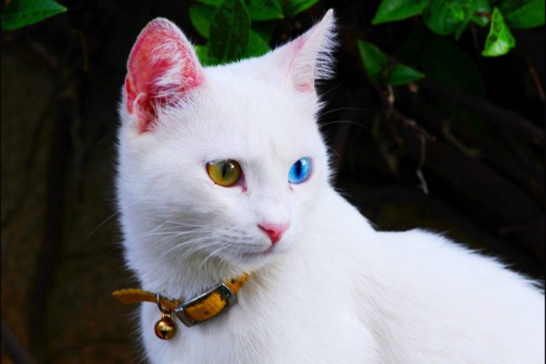 Белый кот с разными глазами - смотреть фото, картинки, бесплатно 2
