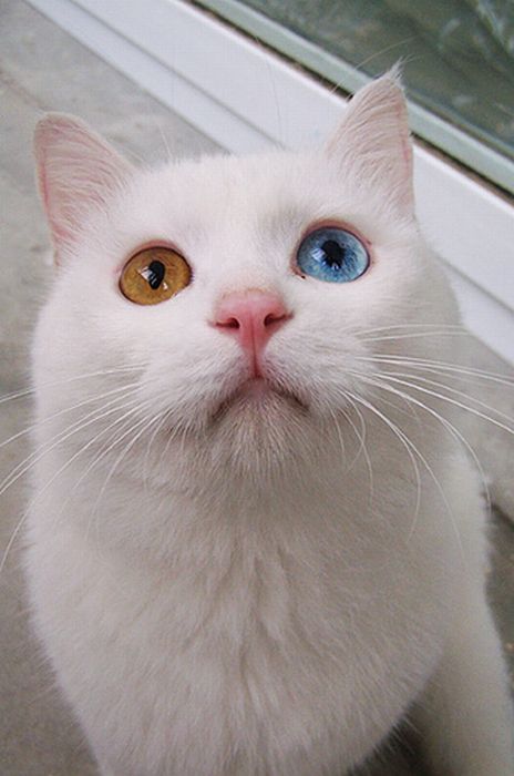 Белый кот с разными глазами - смотреть фото, картинки, бесплатно 3