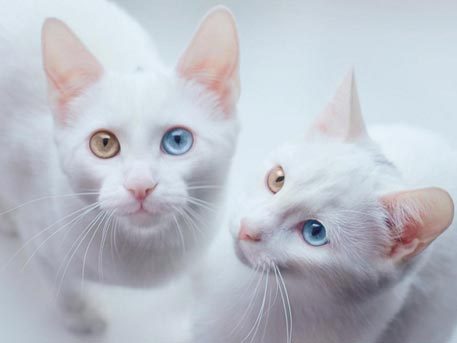 Белый кот с разными глазами - смотреть фото, картинки, бесплатно 4